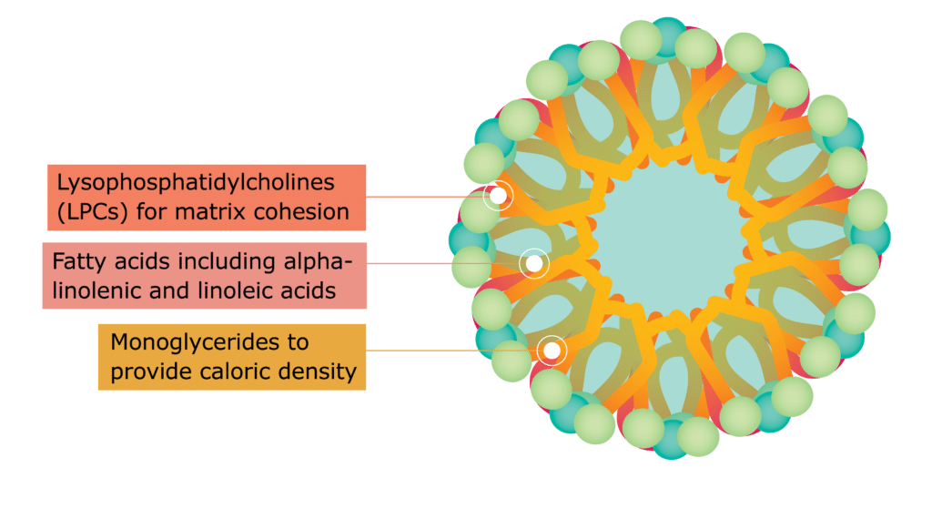 A colorful, circular molecular structure diagram with labeled segments illustrates lyso­phosphatidylcholines for matrix cohesion, fatty acids like alpha-linolenic and linoleic acids, and monoglycerides as used in Lym-X-Sorb fat absorption technology for fat malabsorption treatment.