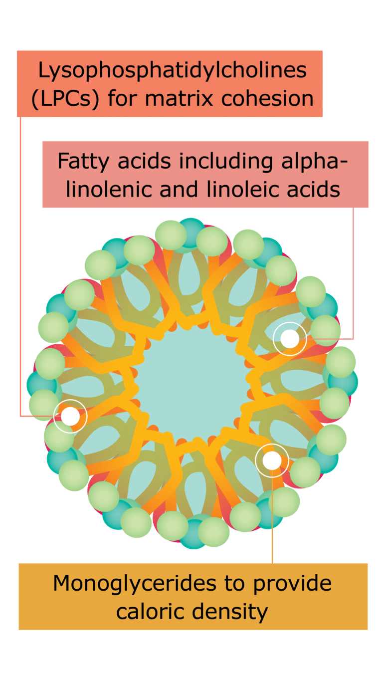 A colorful diagram of a molecular structure showing three labeled components: lysophosphatidylcholines for matrix cohesion, fatty acids including alpha-linolenic and linoleic acids, and monoglycerides for caloric density in seracal medical food for fat malabsorption treatment.