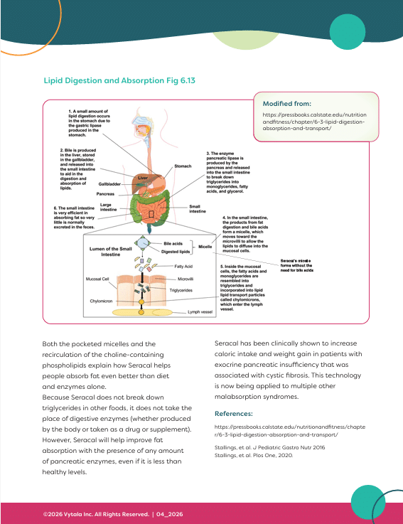 Infographic shows steps of lipid digestion and absorption in the small intestine, including enzymes and transport mechanisms. Text explains processes and technology to assist fat absorption for enzyme-deficient patients.